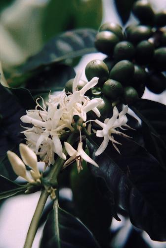 Fotografia de PRODUCCION FOTOGRAFICA PROFESIONAL - Galeria Fotografica: fotos naturaleza CHIAPAS MEXICO - Foto: flor del Caf 2