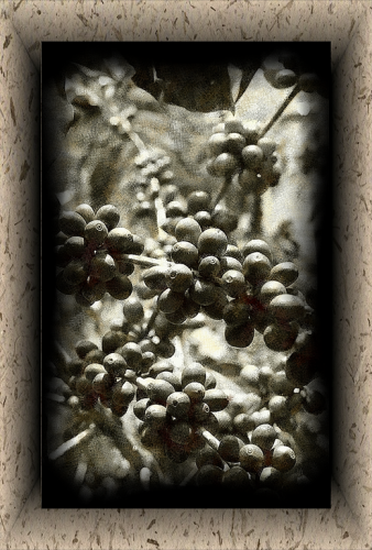 Fotografia de PRODUCCION FOTOGRAFICA PROFESIONAL - Galeria Fotografica: fotos naturaleza CHIAPAS MEXICO - Foto: Histrico 2