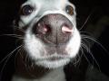 Foto de  chinese - Galería: perro - Fotografía: el perro de una amiga
