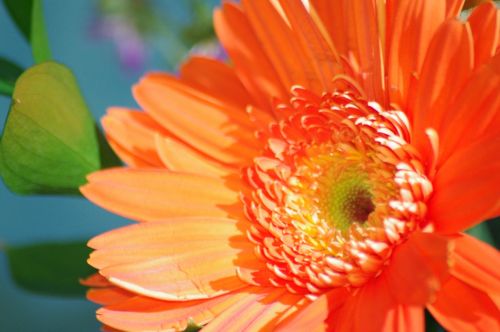 Fotografia de CMoreno Photography - Galeria Fotografica: Plantas y Flores - Foto: 