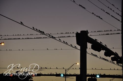 Fotografia de JCD PHOTOGRAPHY - Galeria Fotografica: CLICKS CITY/OTHERS - Foto: 