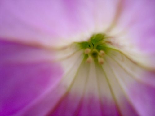 Fotografia de Jorge - Galeria Fotografica: Naturaleza - Foto: 