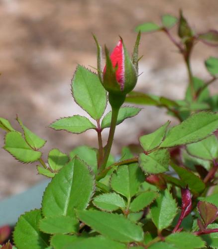 Fotografia de Roberto Tosta - Galeria Fotografica: Galeria de um iniciante - Foto: Cheguei