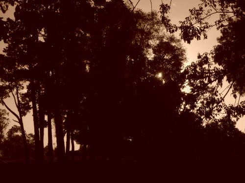 Fotografia de Javier - Galeria Fotografica: Arboles y Nubes - Foto: Prohibicion