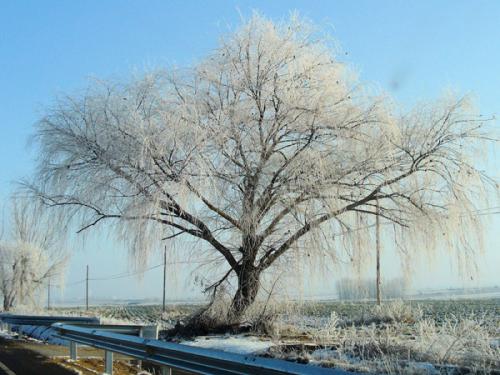 Fotografia de L.M.BARAJAS - Galeria Fotografica: Naturaleza - Foto: La fria soledad del Sauce