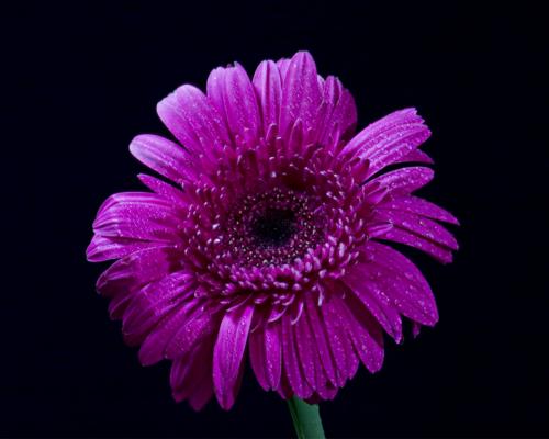 Fotografia de digitalgraphys - Galeria Fotografica: Natura - Foto: 