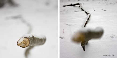 Fotografia de Proyecto Eden - Galeria Fotografica: Macros - Foto: Punto de Mira