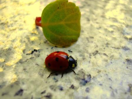 Fotografia de Soma - Galeria Fotografica: Seleccin de la autora - Foto: Macro