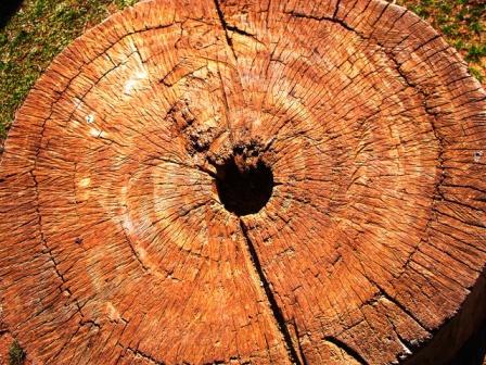 Fotografia de Soma - Galeria Fotografica: Seleccin de la autora - Foto: Pasan los aos