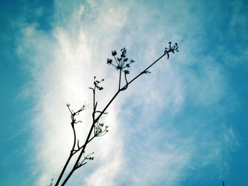 Fotografia de Carolina - Galeria Fotografica: Portfolio II - Foto: 