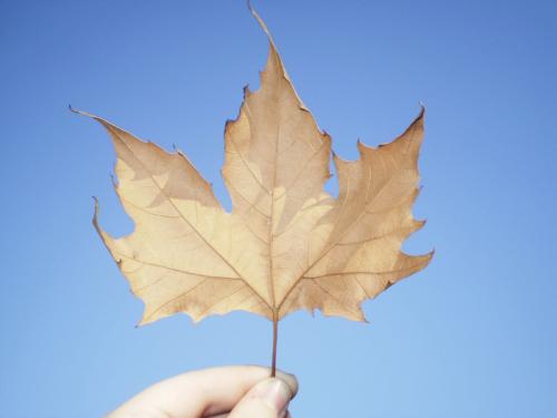 Fotografia de Carolina - Galeria Fotografica: Portfolio III - Foto: 