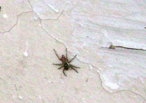 Fotografia de RyD - Galeria Fotografica: Rio loco - Foto: Ara�ando