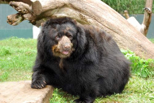 Fotografia de juan - Galeria Fotografica: NATURALEZA ANIMAL - Foto: oso de anteojos 2