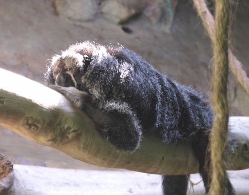 Fotografia de juan - Galeria Fotografica: NATURALEZA ANIMAL - Foto: mono huapo