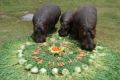 Foto de  juan - Galería: NATURALEZA ANIMAL - Fotografía: hipopotamo