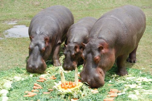 Fotografia de juan - Galeria Fotografica: NATURALEZA ANIMAL - Foto: hipopotmo 2