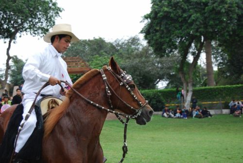 Fotografia de juan - Galeria Fotografica: NATURALEZA ANIMAL - Foto: caballo de paso peruano