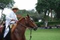 Foto de  juan - Galería: NATURALEZA ANIMAL - Fotografía: caballo de paso peruano