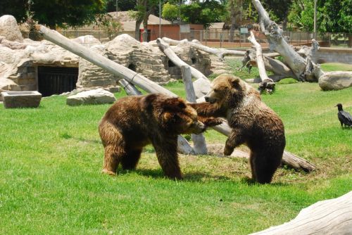 Fotografia de juan - Galeria Fotografica: NATURALEZA ANIMAL - Foto: osos pardos