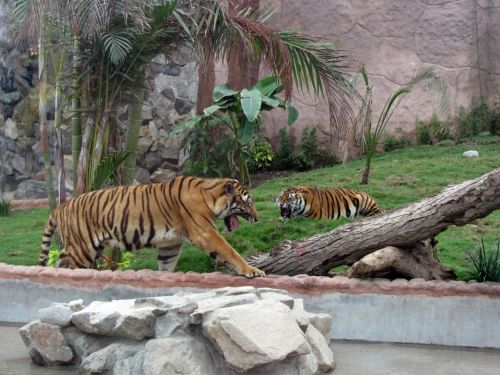 Fotografia de juan - Galeria Fotografica: NATURALEZA ANIMAL - Foto: tigres