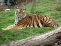 Foto de  juan - Galería: NATURALEZA ANIMAL - Fotografía: tigre
