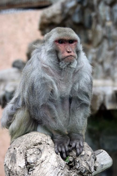 Fotografia de juan - Galeria Fotografica: NATURALEZA ANIMAL - Foto: macaco rhesus