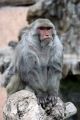 Foto de  juan - Galería: NATURALEZA ANIMAL - Fotografía: macaco rhesus