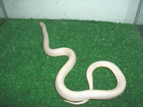 Fotografia de Feliciano - Galeria Fotografica: Lampropeltis getulus californiae - Foto: Lampropeltis californiae, Albina Lineal Moteada