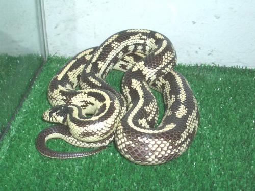 Fotografia de Feliciano - Galeria Fotografica: Lampropeltis getulus californiae - Foto: Lamporpeltis californiae, Banana Aberrante