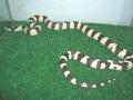 Fotos de Feliciano -  Foto: Lampropeltis getulus californiae - Lampropeltis californiae,  Banana 50X50