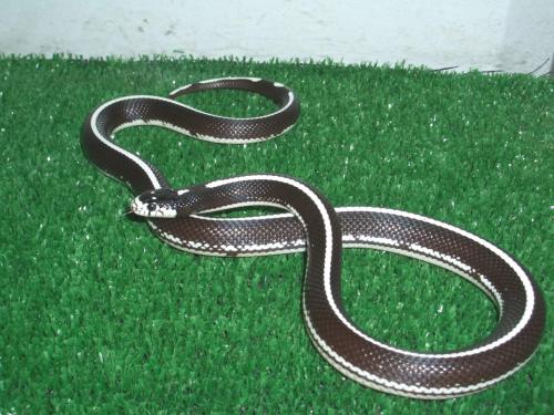 Fotografia de Feliciano - Galeria Fotografica: Lampropeltis getulus californiae - Foto: Lampropeltis californiae, Desrtica Lineal