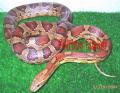 Fotos de Feliciano -  Foto: Pantherophis guttatus - Coloracion Normal