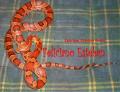 Fotos de Feliciano -  Foto: Pantherophis guttatus - Okeetee