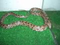 Fotos de Feliciano -  Foto: Pantherophis guttatus - Aneristica