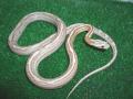 Fotos de Feliciano -  Foto: Pantherophis guttatus - Motley Lineal Ghost