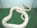 Fotos de Feliciano -  Foto: Pantherophis guttatus - Snow