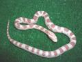 Fotos de Feliciano -  Foto: Pantherophis guttatus - Candy Cane