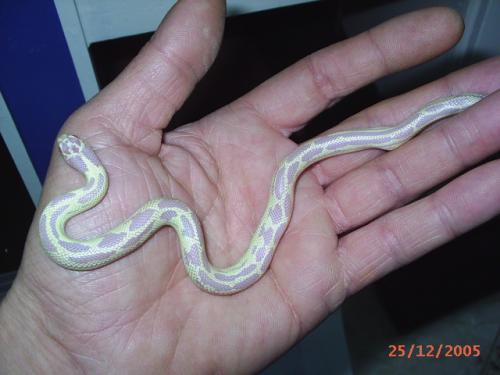 Fotografia de Feliciano - Galeria Fotografica: Lampropeltis getulus californiae - Foto: Lampropeltis californiae,  Banana Albina