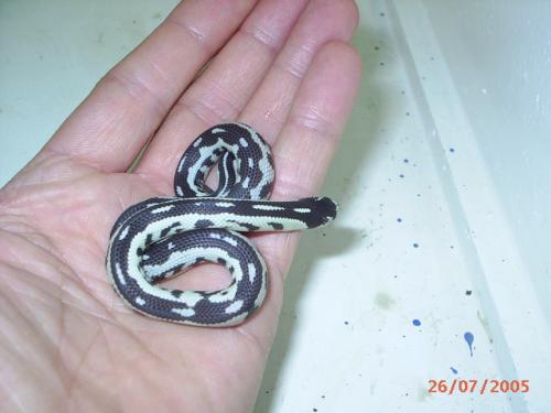 Fotografia de Feliciano - Galeria Fotografica: Lampropeltis getulus californiae - Foto: Lampropeltis californiae, Banana Moteada