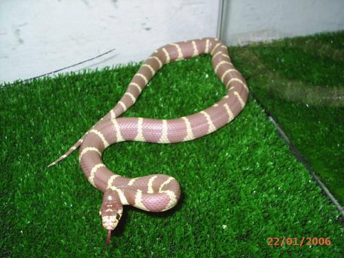 Fotografia de Feliciano - Galeria Fotografica: Lampropeltis getulus californiae - Foto: Lampropeltis californiae, Hipoamelanistica