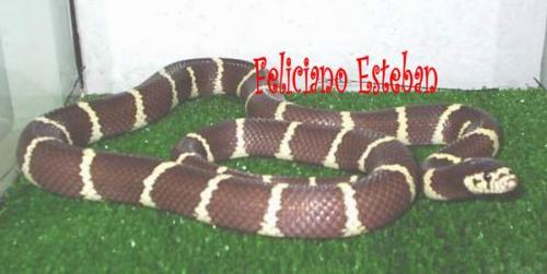Fotografia de Feliciano - Galeria Fotografica: Lampropeltis getulus californiae - Foto: Lampropeltis californiae, Costera Anillada