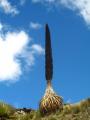 Fotos de Carlos Fajardo Fotgrafo -  Foto: Huaraz - Puya sobre cielo azul