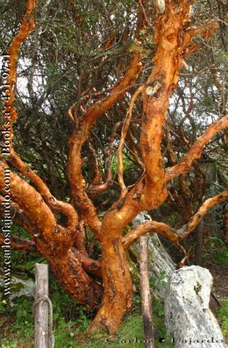 Fotografia de Carlos Fajardo Fotgrafo - Galeria Fotografica: Huaraz - Foto: Quenal