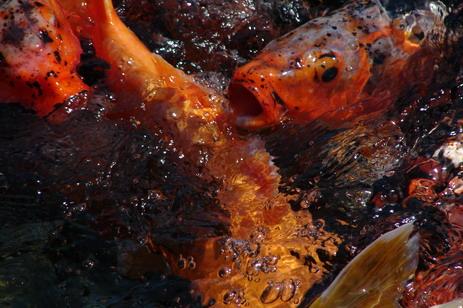 Fotografia de Javier Ierino - Galeria Fotografica: Fotografiando lo que sea - Foto: 