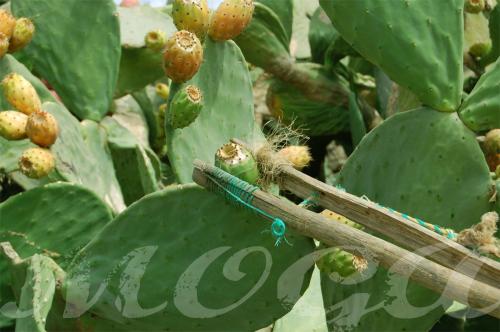 Fotografia de MOGA - Galeria Fotografica: En busca de consejos y crticas. - Foto: Recolecta Aknari