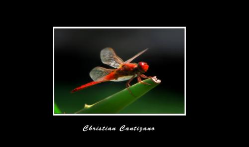 Fotografia de christian - Galeria Fotografica: ambicion al color - Foto: 								