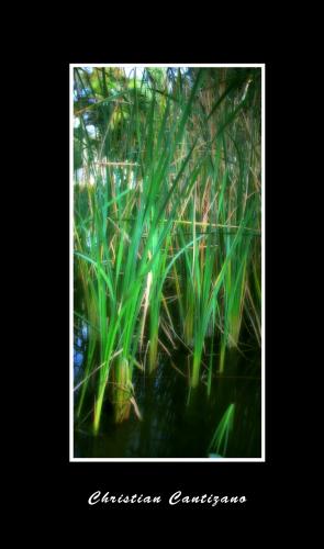 Fotografia de christian - Galeria Fotografica: ambicion al color - Foto: 								