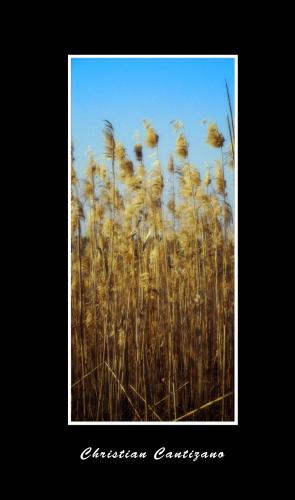 Fotografia de christian - Galeria Fotografica: ambicion al color - Foto: 								