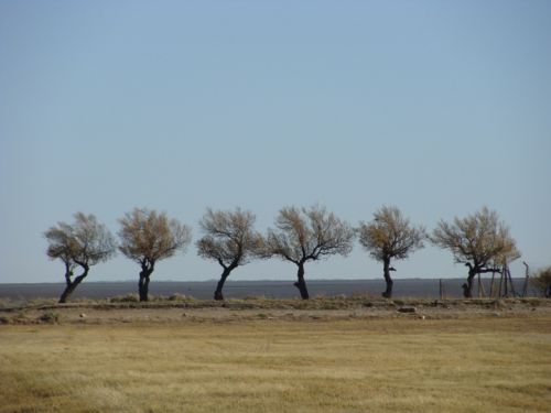 Fotografia de Silvia Pascual - Galeria Fotografica: Los Arboles Mueren de Pie - Foto: 