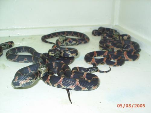 Fotografia de Feliciano - Galeria Fotografica: Reproduccion - Foto: Lampropeltis getulus goini